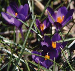 8-10 @3 #5 $5 %I. Z-L Crocus minimus Spring Beauty Zoals het woord minimus aangeeft, is dit een zeer kleine species die afhankelijk van de standplaats, bloeit van februari tot april.