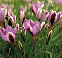 De binnenzijde van de bloemblaadjes varieert van paars tot donkerpaars, de buitenste bloemblaadjes zijn geelachtig met een duidelijk waarneembare violette nerf, soms spontaan gevlekt.