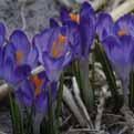 CROCUS TOMMASINIANUS Intro: 1847.