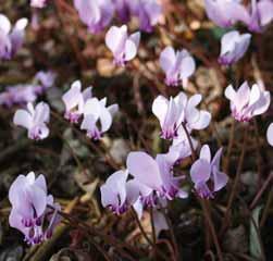 Cyclamen cilicium Intro: 1872. Herkomst: Turkije, vooral in de bosrijke omgeving van het Taurus gebergte. Zachtroze, soms roze bloemen zijn vaak voorzien van een W-vormige vlek op iedere lob.