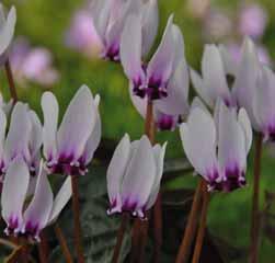 Cyclamen coum subsp. elegans (Synoniem: C. elegans) Een zelden aangeboden Cyclamen uit de bossen van Noord-Iran en voorkomend ten zuiden van de Kaspische Zee in de Oostelijke Kaukasus.