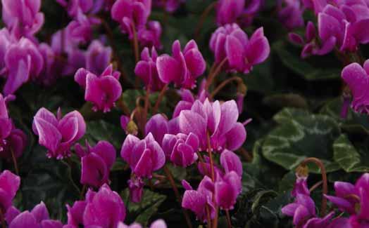 CYCLAMEN HEDERIFOLIUM (Synoniem: C.