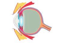 Wat is een netvliesloslating? Het oog is een holle bol met een transparante voorkant, het hoornvlies. Hierdoor valt het licht naar binnen.
