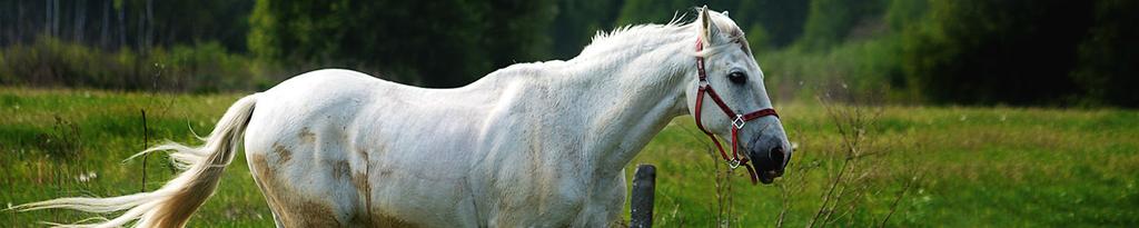 Het paard In dit artikel vind je handige informatie over paarden voor je spreekbeurt. Een paard is een zoogdier en wordt gezien als een edel dier.