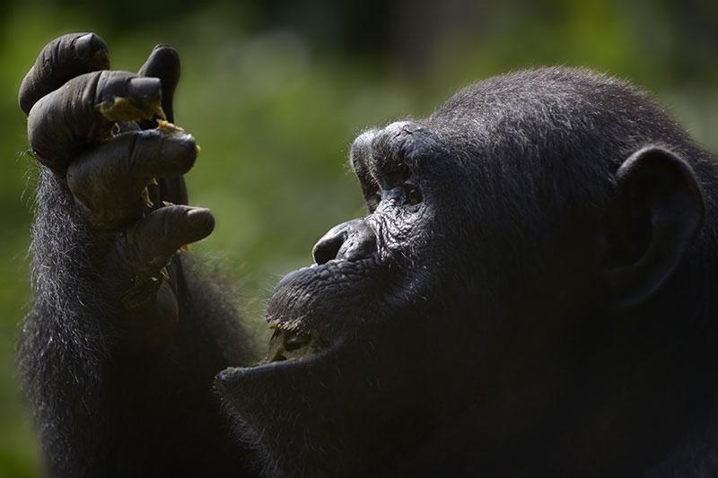 Meestal komen ze tot op enkele meters dichtbij. Een ervaring om nooit te vergeten! Het bezoek aan de chimpansees in Budongo Forest is inclusief in de reissom.