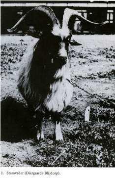 Introductie De Nederlandse Landgeit Nordic Goat Group ±6500 jaar in Nederland sinds 1910