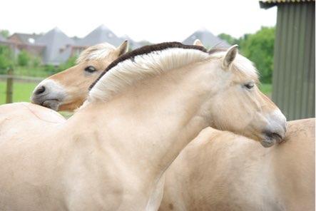 (lymfe- en speekselklieren). 9. De mond Paarden gebruiken hun mond onder andere voor de communicatie en het onderhouden van relaties.