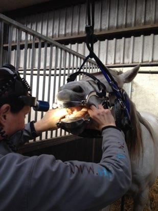Gebitscontrole essentieel Bij jonge paarden is het aan te raden om het gebit elke zes maanden te laten controleren.