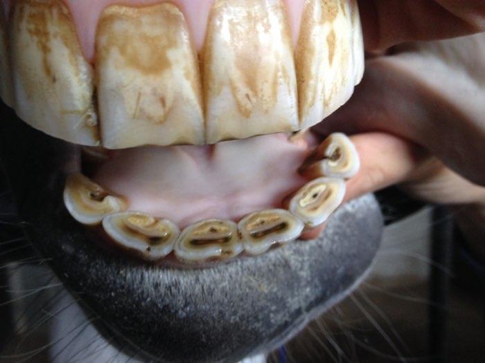 Ondertanden en boventanden van een paard. Alle tanden zijn gewisseld. De glazuurbekers (wittige plekken aan de tong kant van de tanden) zijn nog niet gevuld, maar in de middelste tanden wel bijna.