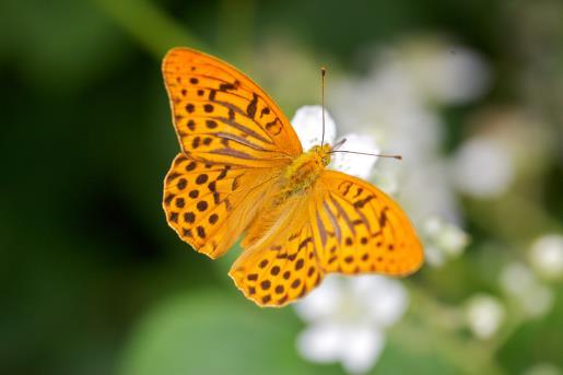 We gaan elke week een speeltuin af om te onderzoeken, Welke speeltuin vinden jullie de beste? Vandaag bezoeken we speeltuin Zalmplaat.