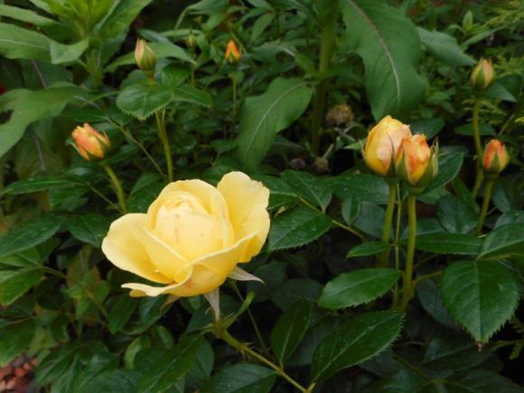 Ingrediënten: Romana sla Afrikaan bloemen (2 stuks, de bloemblaadjes los geplukt) Oost-Indische kers bloem plus blad peterselie roos (geel) Let op:
