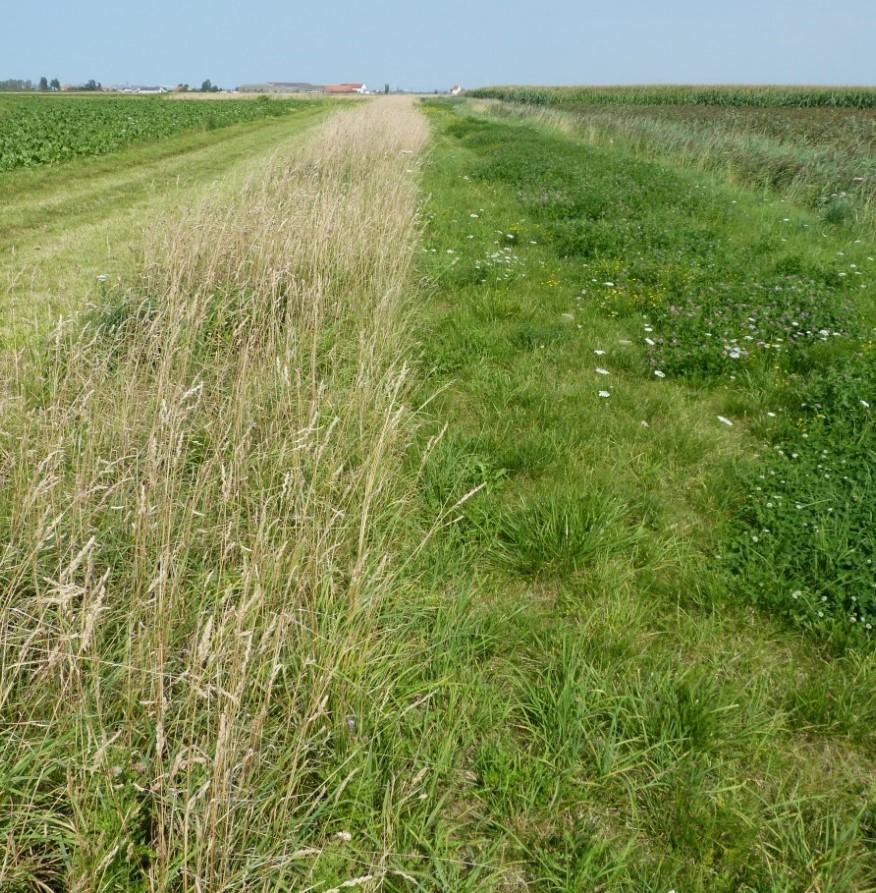 Gemengde grasstrook PLUS doelstelling: erosie voorkomen, bufferen van kwetsbaar element of soortenbescherming O.