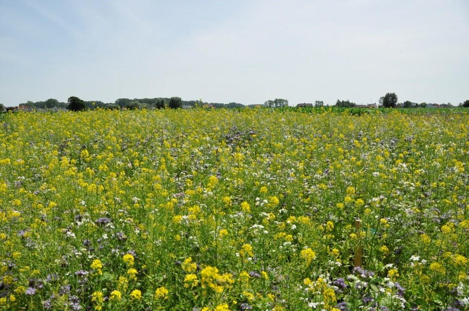 Bloemenstroken In nabijheid van geschikt landschapselement (zon!