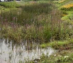 egelantier, hazelaar met enkele boomvormers: wilde kers bestaande bomen markeren laan bloemenweide