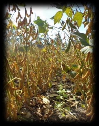 Lokaal eiwit voor mens en dier Soja Quinoa Inoculatie met Rhizobium Humane/dierlijke voeding Stabiele gewas- en