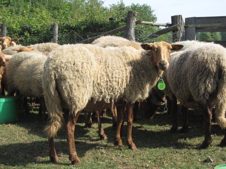 P A G I N A 3 Wat willen we bereiken? De wol en haar kwaliteits-, managements-, dierenwelzijns-, diergezondheidsaspecten onder de aandacht van schapenhouders brengen.