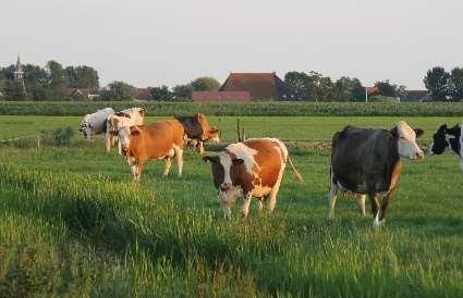 Op dit stuit melke we hjir no san hundert kij, en fersoarchje we