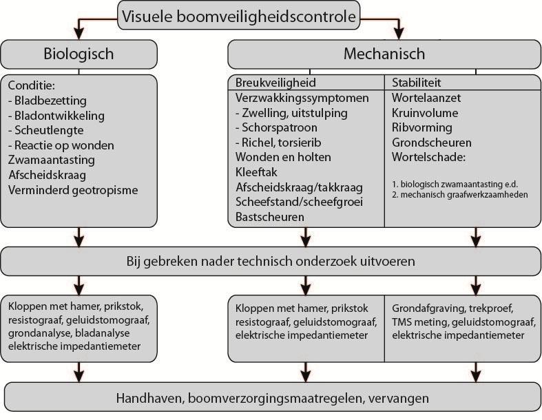 3. Onderzoeksmethode 1. Het controleren van het gehele paardenkastanjebomen bestand van de gemeente op symptomen van de kastanjebloedingsziekte (KBZ).