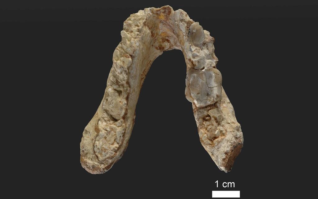 De tand van Graecopithecus bron: Universiteit van Tübingen De soort bleek ook enkele honderdduizend jaar ouder te zijn dan de oudste Afrikaanse mensachtigen, Sahelanthropus tchadensis die in Tsjaad