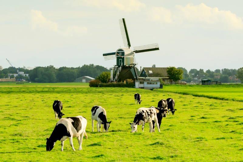 Invloed van wereld op NL boer Via vraag naar melk Via aanbod van melk elders -> invloed op melkprijs