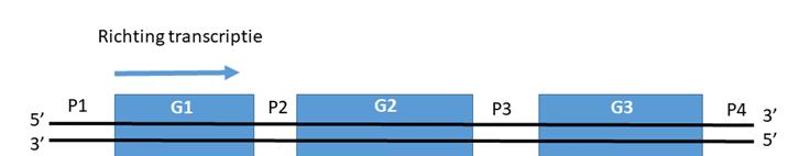 Biologie Vraag 4 G1, G2 en G3 zijn drie exons van een gen en vormen één transcriptieeenheid.