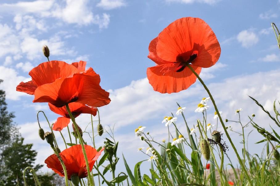 Een tuin waar jij morgen zal leven t.g.v. de Dag van de Aarde en Bevrijdingsdag 5 mei 2019 voorgangers: Aline Barnhoorn (overweging), Hans Opschoor, Einar Sies Inleiding op het thema Bevrijdingsdag.