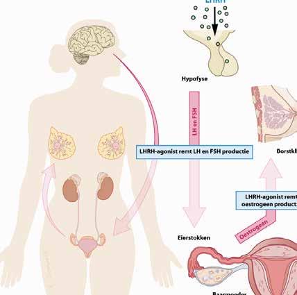 De normale functie van oestrogeen en progesteron In de puberteit geeft oestrogeen de borsten en geslachtorganen een seintje om te groeien Vrouwelijke hormonen, oestrogeen en progesteron, worden bij