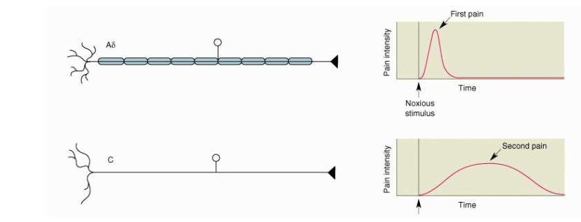 Fysiologie Snelle gemyeliniseerde A-delta vezels coderen scherpe pijn Stuurt terugtrekreflex (schade beperken) Langzame ongemyeliniseerde C-vezels