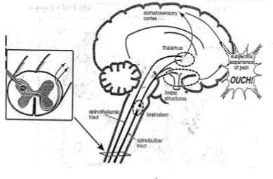 Fysiologie PERCEPTIE