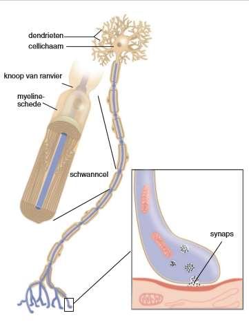 Fysiologie Transductie = stimulus omzetten in actiepotentiaal Transmissie = actiepotentiaal langs de zenuw voort leiden tot centraal (3x) dmv depolarisaties en neuotransmitters