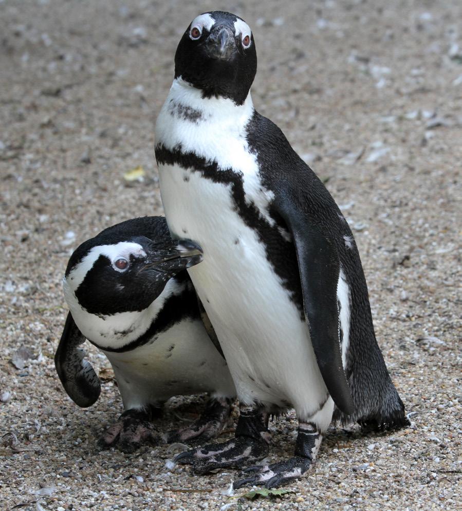 5. Afrikaanse pinguïns Afrikaanse pinguïns 3 De pinguïns leven in een grote kolonie. Binnen de kolonie leven de pinguïns in stelletjes. Ze zijn monogaam.