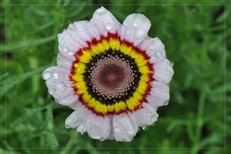 De Wiershoeck- Kinderwerktuin, dinsdag 8 juli 2014 Beste natuurliefhebber/- ster, Er werd regen verwacht, veel regen zelfs. Maar om tien uur was het bij ons in Bedum zo goed als droog.