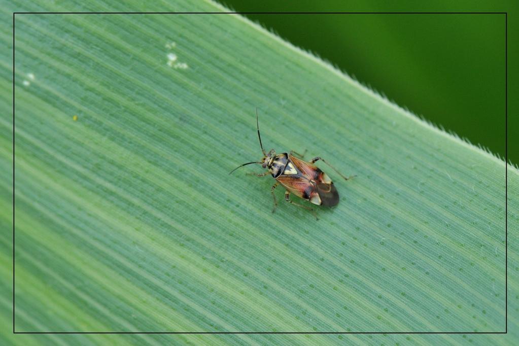 De weidewants (Lygus pratensis) is een wants uit de familie Miridae (plantenwantsen), waar nog geen Nederlandse naam voor is.