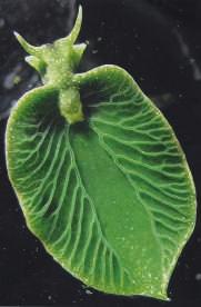 BASISSTOF 1 SAMENHANG wetenschap PLANT OF DIER? Afb. 13 Een zeeslak. De Noord-Amerikaanse zeeslak is groen van kleur en lijkt op een plant.