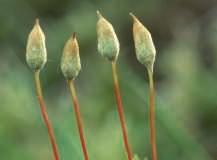 Sporenplanten hebben geen bloemen. Voorbeelden van sporenplanten zijn mossen en varens.