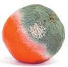 In huis kunnen sinaasappels aangetast worden door sommige penseelschimmels. Je ziet dan groene schimmels groeien op de sinaasappel.