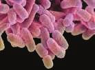 bladgroenkorrels PLANTEN celwand celkern