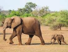 BASISSTOF 1 Een Afrikaanse olifant en een Indische olifant lijken veel op elkaar (zie afbeelding 6). Toch behoren ze niet tot dezelfde soort. Ze kunnen zich namelijk niet samen voortplanten.