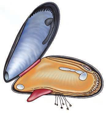 PRACTICA Door het koken is de mossel waarschijnlijk al voor een groot deel losgeraakt van een van de schelpen. Snijd voorzichtig met het scalpel of mesje de mossel helemaal los van de bovenste schelp.