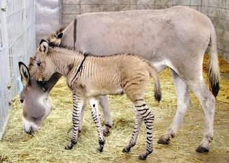 c Lees de tekst Zebrezel. Behoren een zebra en een ezel tot dezelfde soort? Leg je antwoord uit. Afb. 9 Zebrezel In de Amerikaanse staat Georgia is een bijzonder dier geboren: een zebrezel.