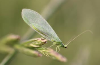 insecten (zweefvliegen,