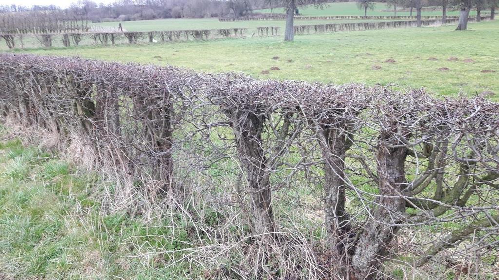 Laaghangend fruit: bestaande elementen Behoud van