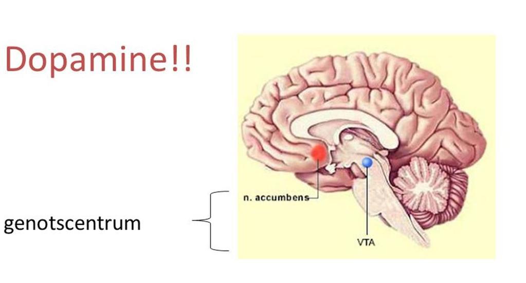 Aangeleerd gedrag Effecten in de hersenen: -