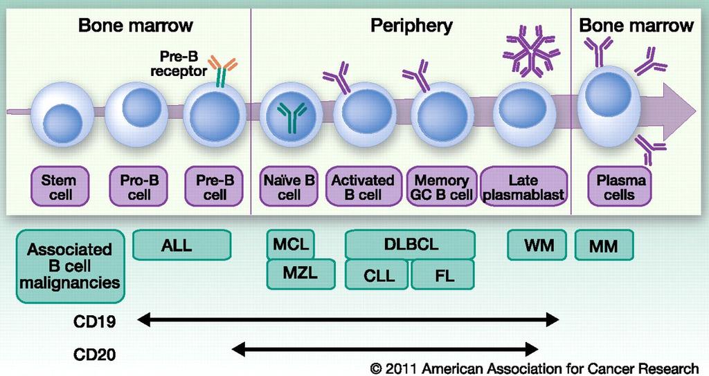 CAR-T CEL THERAPIE VOOR B-ALL CD22 B-ALL: - Kinderen: - LT OS 80-90%, but: - those who relapse: very poor outcome - Adults: - 80%