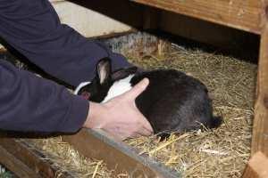 Voorbeeld: met de kop onder de arm leggen Bij rustige konijnen kunt u het dier ook rechtop (met zijn kop omhoog) met zijn poten tegen uw borst zetten, waarbij u een hand onder de achterhand van het