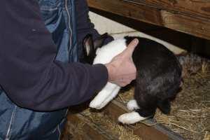 Een filmpje van The House Rabbit Society over het optillen van een konijn vindt u hier: https://rabbit.