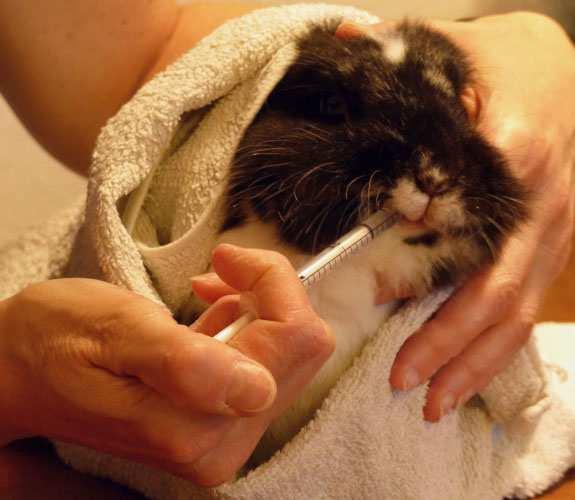Nu kunt u het konijn eenvoudig in de juiste positie draaien of eventueel ook met behulp van de handdoek optillen (alleen als de handdoek goed stevig zit, en wel goed ondersteunen!).