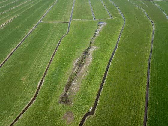 De plasdrasgebieden zijn ideaal voor de weidevogels. In het midden een strook water, daar direct omheen kruidenrijk gras en daar weer omheen uitgestelde maaidatum.