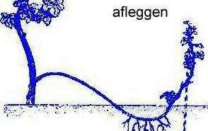 plaatsgevonden. De sporen die ongeslachtelijk gevormd worden zijn het resultaat van het uiteenvallen van de hyfen. De sporen heten dan conidiën.