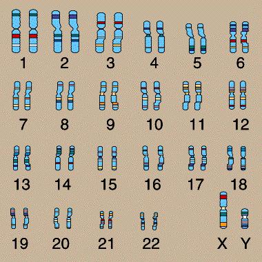 genen) De lange sliert DNA is opgedeeld in verschillende stukjes die we allemaal in één celkern terugvinden. Een chromosoom is een stukje van het DNA. Elke mens heeft er 23 paar.